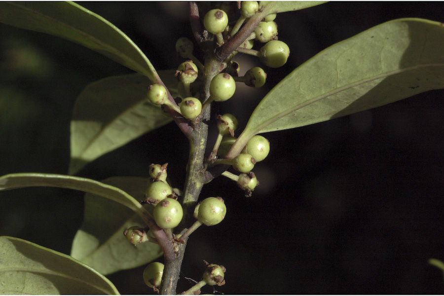 Image de Ilex wightiana Wall.