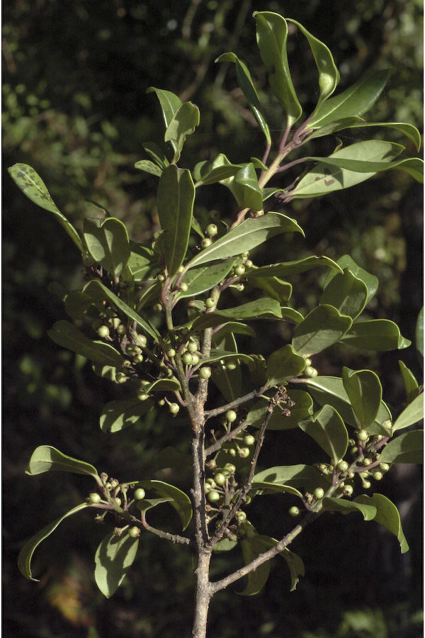 Image de Ilex wightiana Wall.