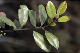 Image of Ilex wightiana Wall.