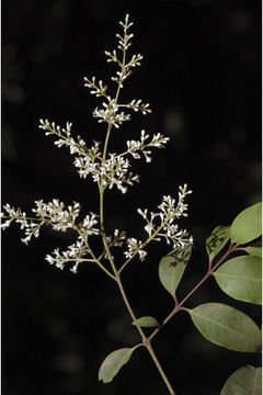 Image of Ligustrum gamblei Ramamoorthy