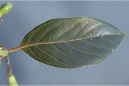 Image of Litsea wightiana (Nees) Benth. & Hook. fil.