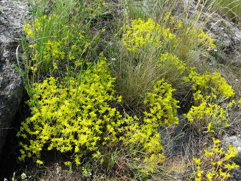 Image of Biting Stonecrop