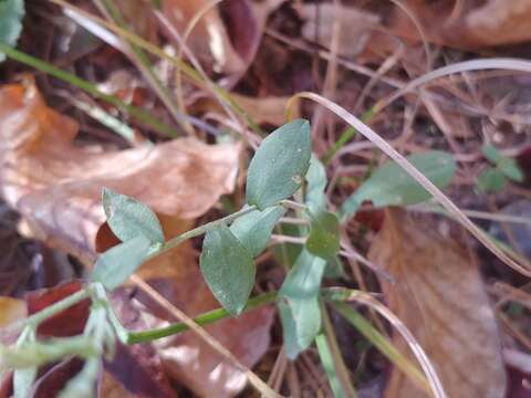 Image of wavyleaf aster