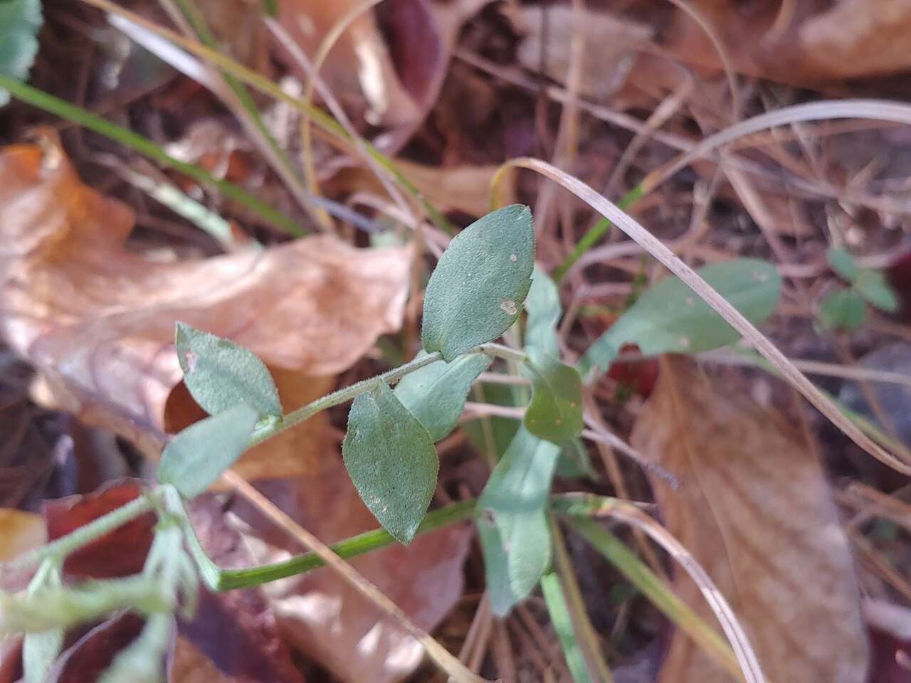 Image of wavyleaf aster