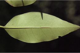 Image of Ligustrum gamblei Ramamoorthy