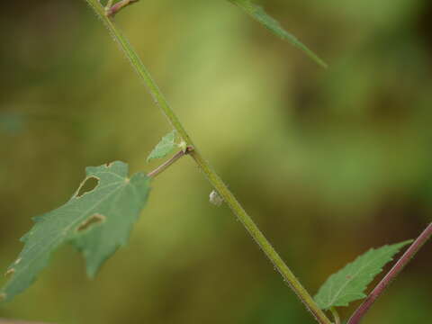 Hibiscus vitifolius L.的圖片