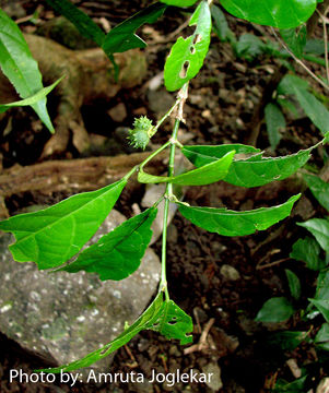 Imagem de Mallotus resinosus (Blanco) Merr.