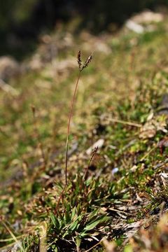 Слика од Olea paniculata R. Br.