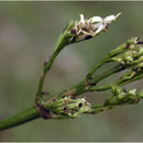 Image of Pavetta breviflora DC.