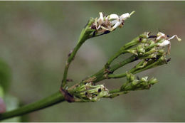 Image of Pavetta breviflora DC.