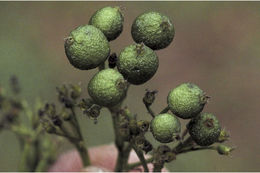 Image of Pavetta breviflora DC.