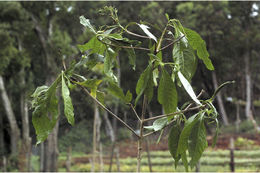 Image of Pavetta breviflora DC.