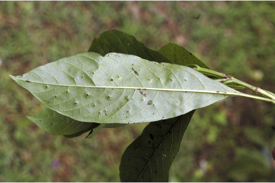 Image of Pavetta breviflora DC.