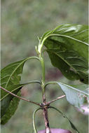 Image of Pavetta breviflora DC.