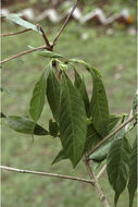 Image of Pavetta breviflora DC.