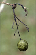 Image of Pavetta breviflora DC.