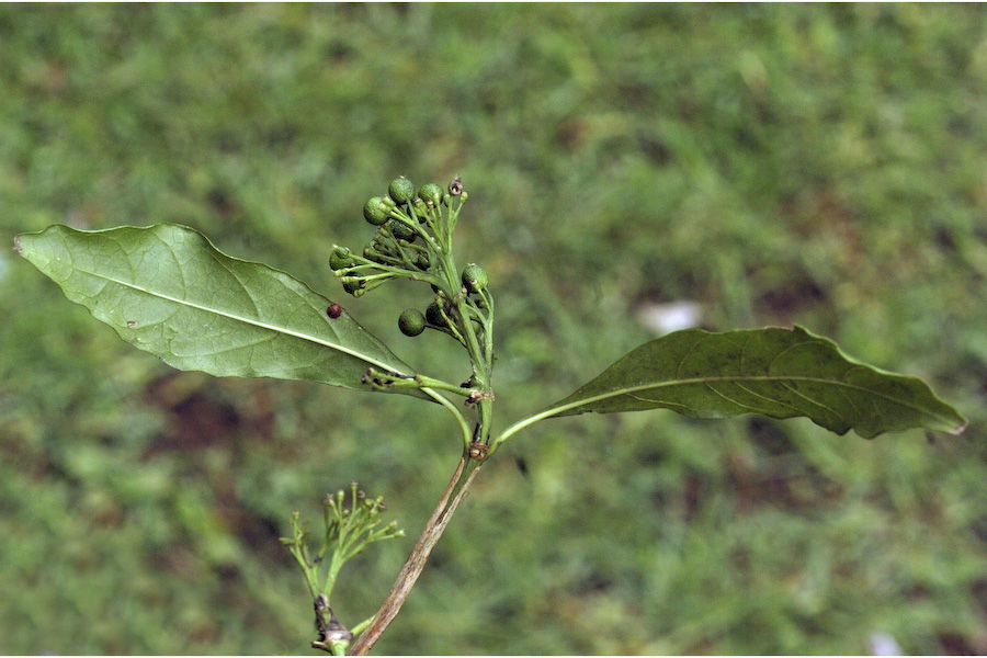 Image of Pavetta breviflora DC.