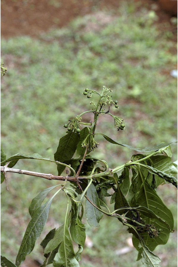 Image of Pavetta breviflora DC.