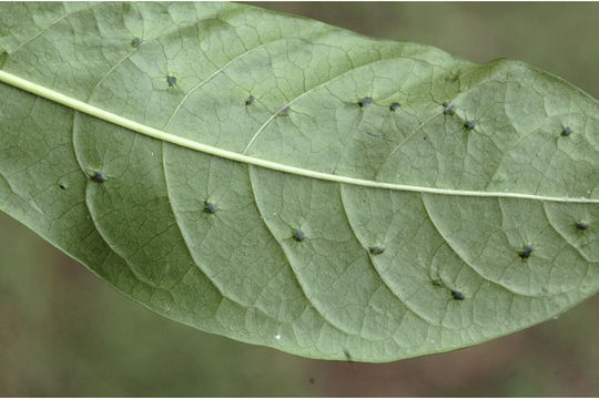 Image of Pavetta breviflora DC.