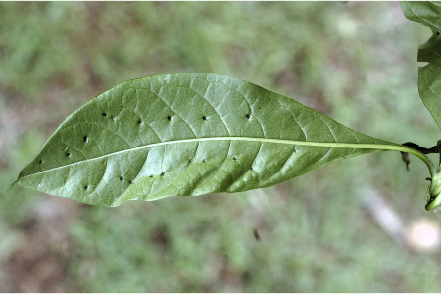 Imagem de Pavetta breviflora DC.