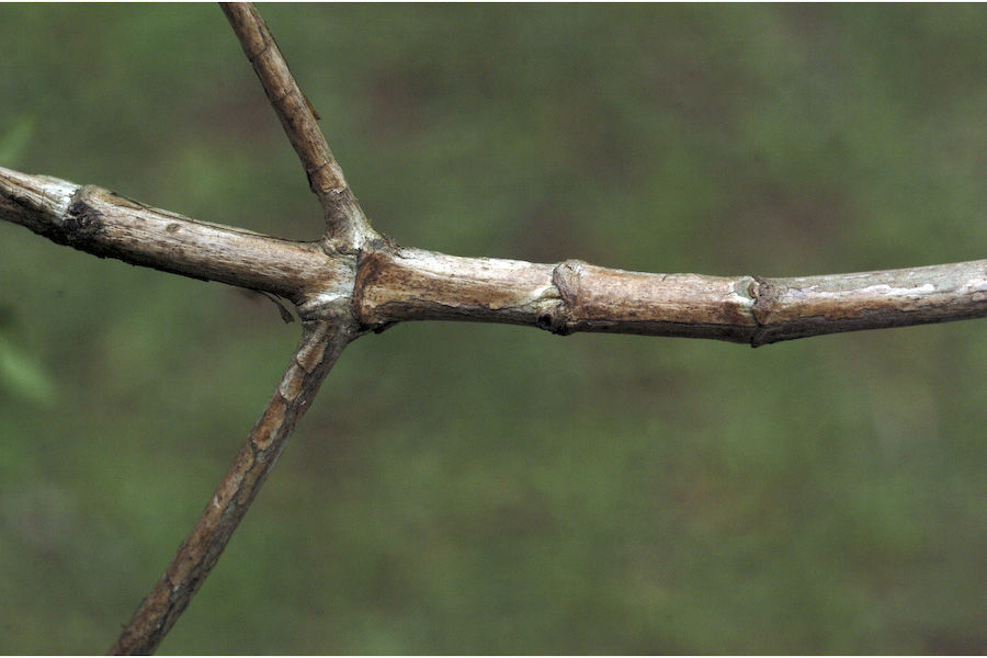 Imagem de Pavetta breviflora DC.