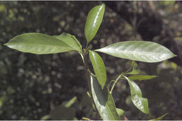 صورة Pavetta indica L.