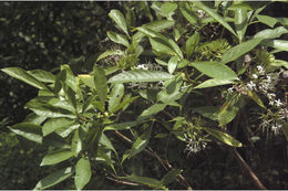 صورة Pavetta indica L.