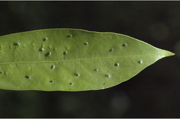 صورة Pavetta indica L.