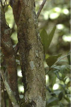 Image of Pavetta indica L.