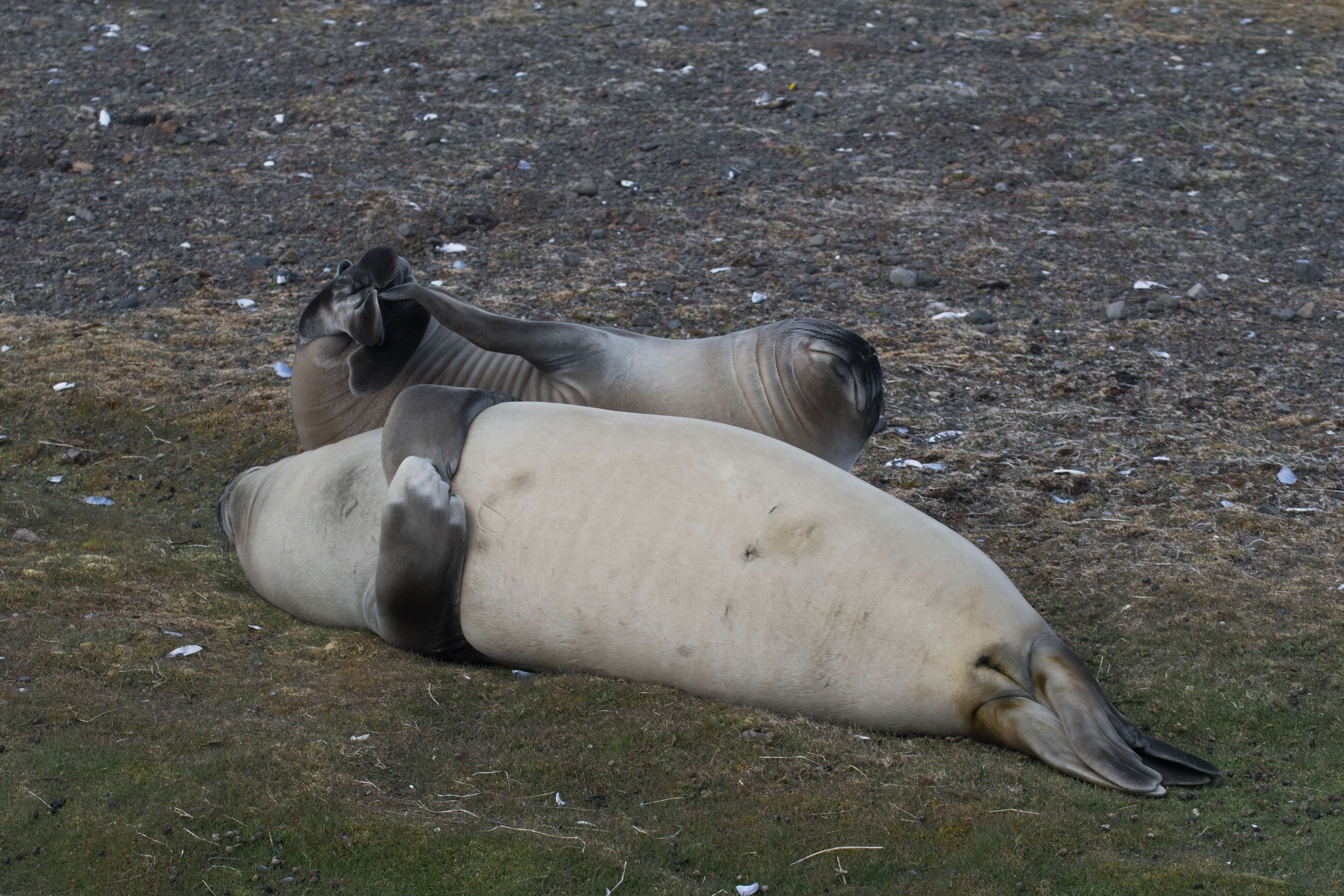 Image of South Atlantic Elephant-seal