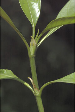 Image of Pavetta indica L.