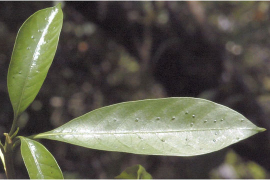 صورة Pavetta indica L.