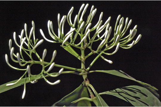 Image of Pavetta indica L.