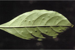 صورة Pavetta indica L.