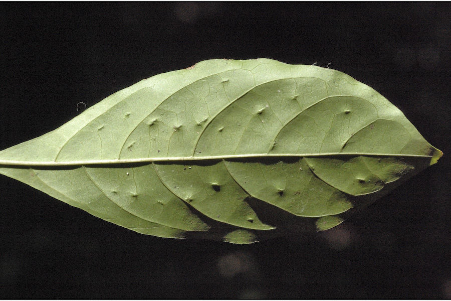 صورة Pavetta indica L.