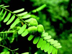 صورة Phyllanthus polyphyllus Willd.