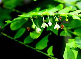 صورة Phyllanthus polyphyllus Willd.