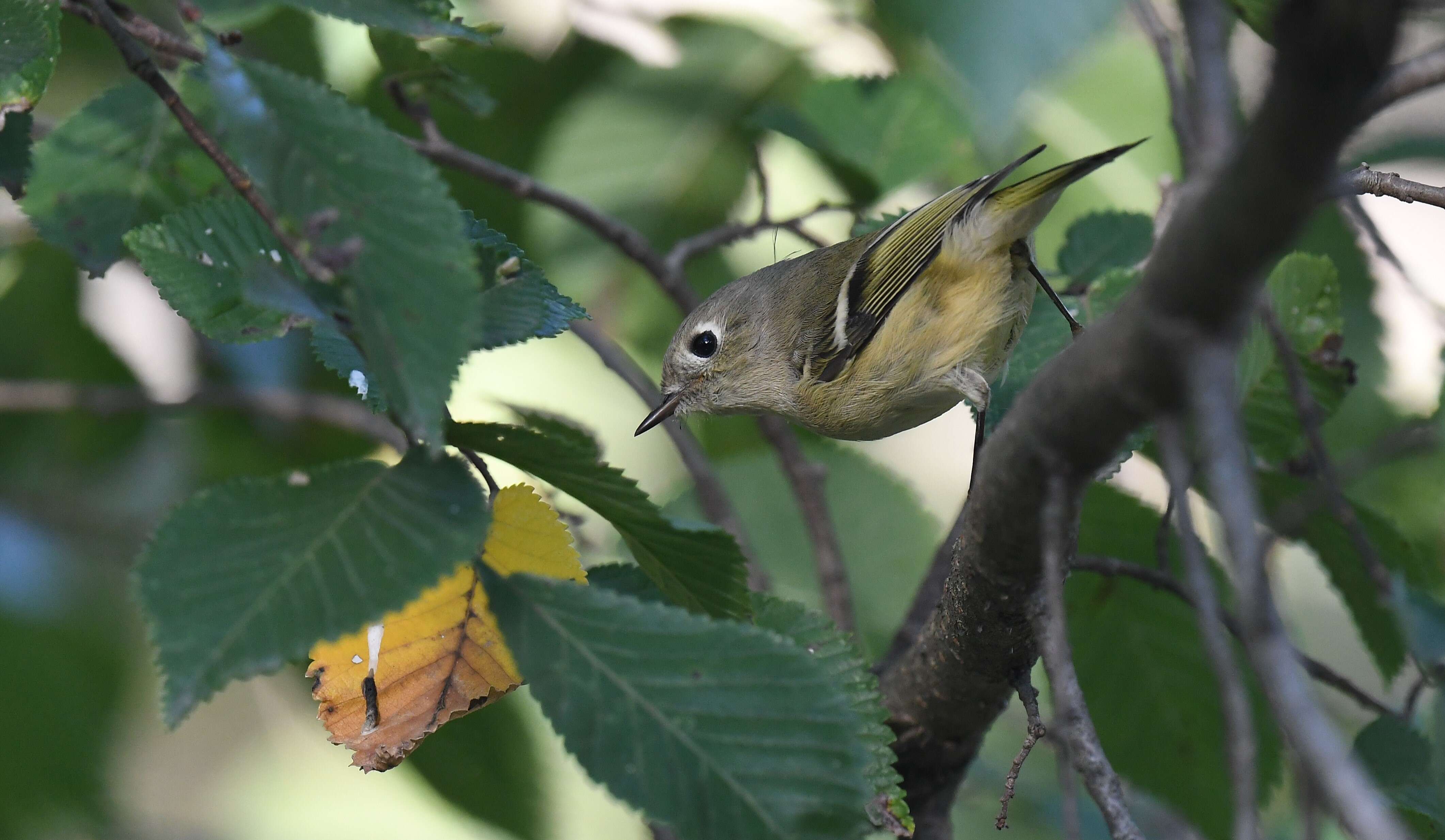 Regulidae resmi