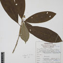 Image of Prismatomeris tetrandra subsp. malayana (Ridl.) J. T. Johanss.