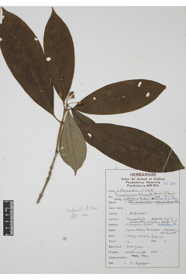 Image de Prismatomeris tetrandra subsp. malayana (Ridl.) J. T. Johanss.
