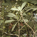 Image of Psychotria anamallayana Bedd.