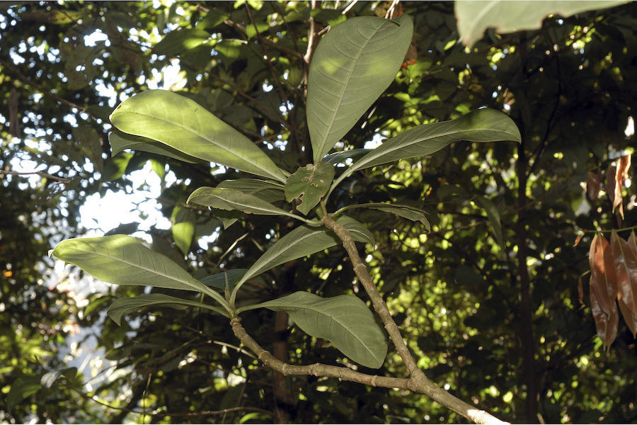 Image of Psychotria anamallayana Bedd.