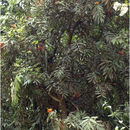 Image of Ashoka tree
