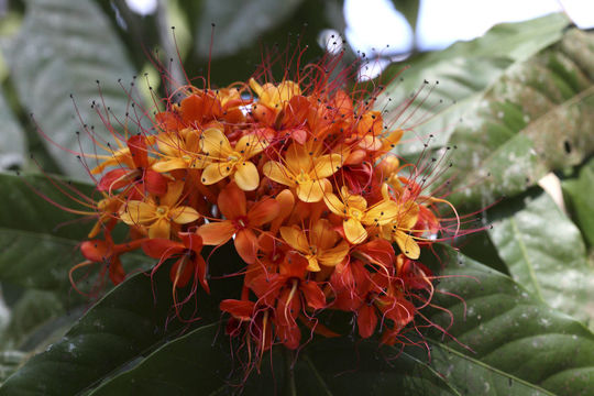 Image of Saraca