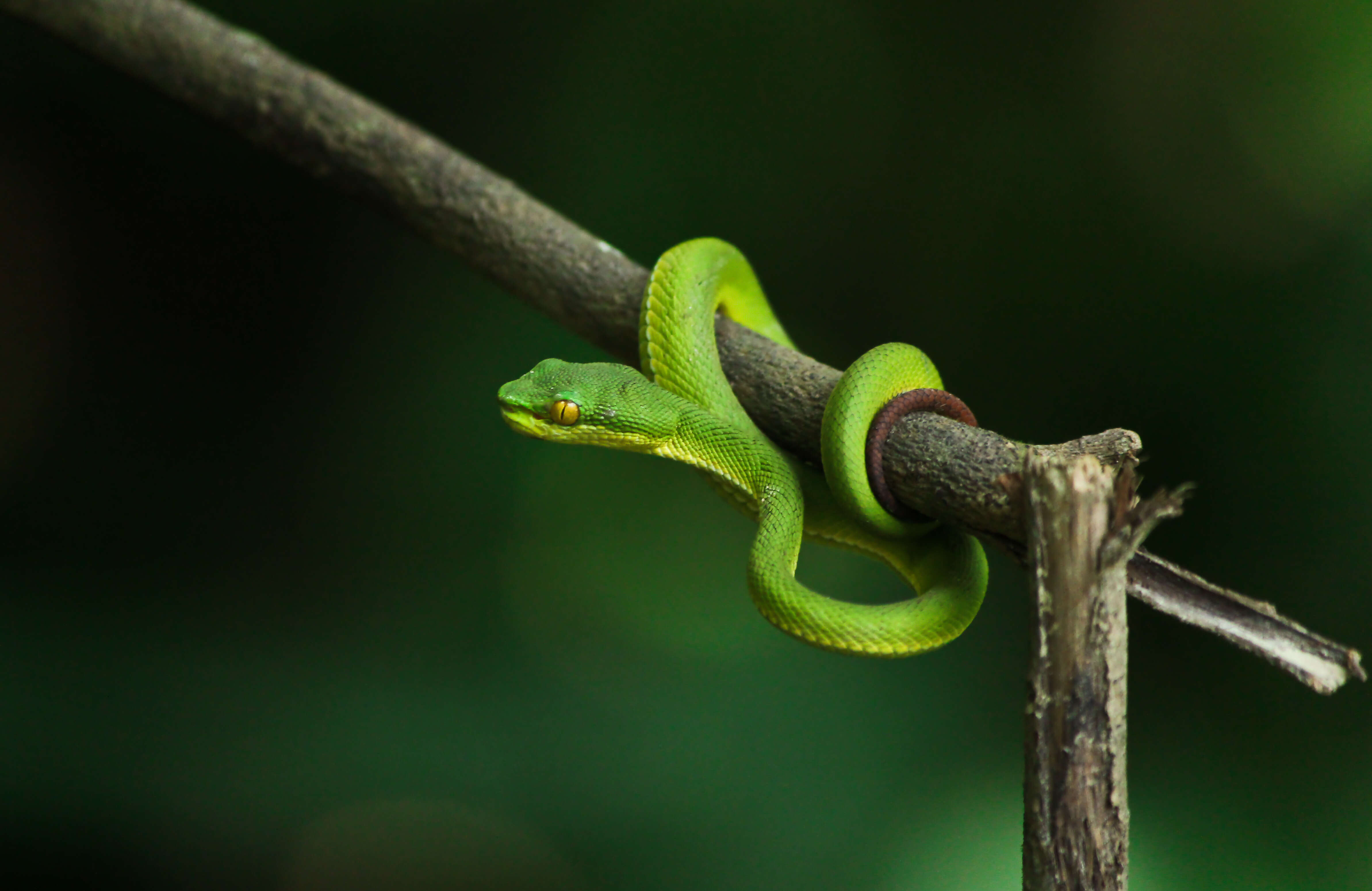 Слика од Trimeresurus albolabris Gray 1842