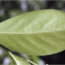 Suregada lanceolata (Willd.) Kuntze resmi