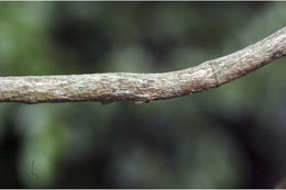 Image of Suregada lanceolata (Willd.) Kuntze