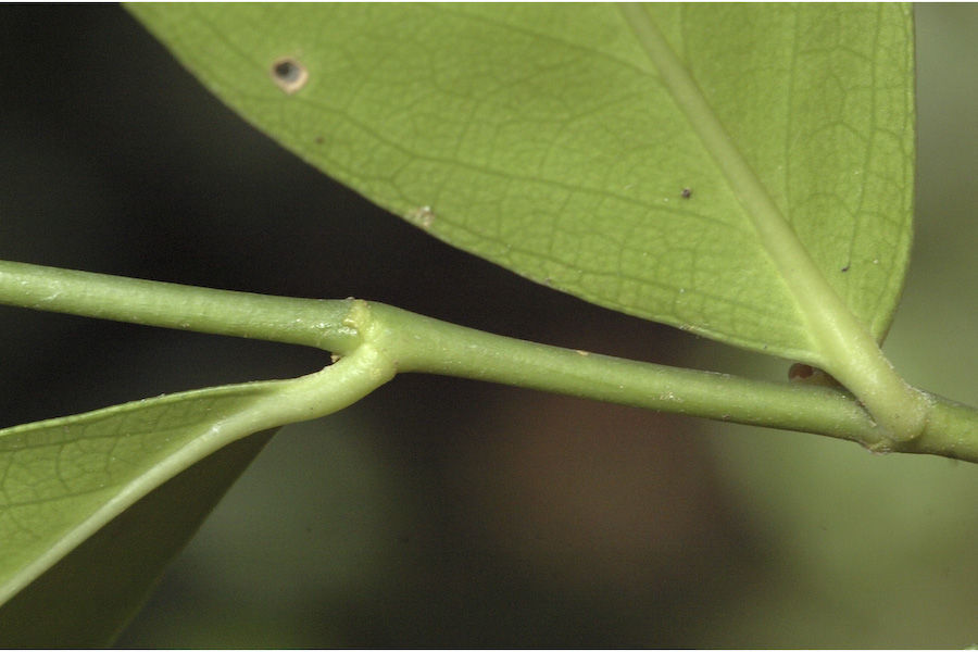 Image de Suregada lanceolata (Willd.) Kuntze