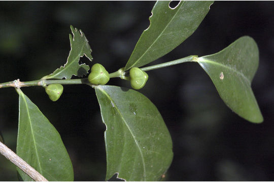 Image of Suregada lanceolata (Willd.) Kuntze