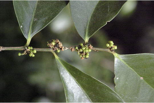 Image de Suregada lanceolata (Willd.) Kuntze